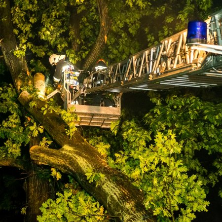 Usuwanie pochylonego drzewa