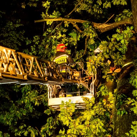 Usuwanie pochylonego drzewa