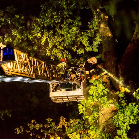 Usuwanie pochylonego drzewa