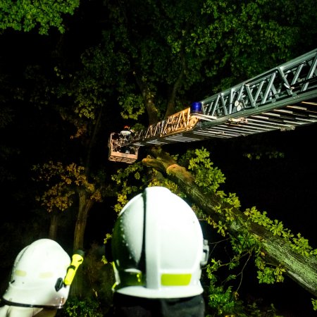 Usuwanie pochylonego drzewa