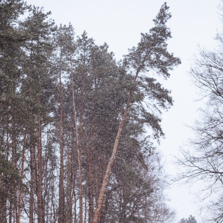 Usuwanie pochylonego drzewa