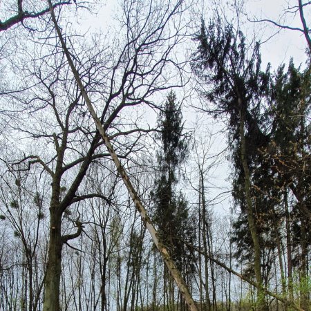 Usuwanie pochylonego drzewa - 5 maja 2021
