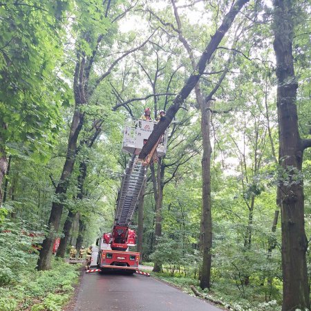Usuwanie pochylonego konaru drzewa - 16 lipca 2024
