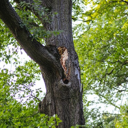 Usuwanie pochylonego pnia - 5 sierpnia 2022
