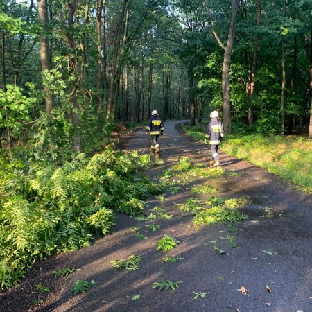 Usuwanie powalonego drzewa - 11 sierpnia 2022
