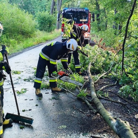 Usuwanie powalonego drzewa - 11 sierpnia 2022

