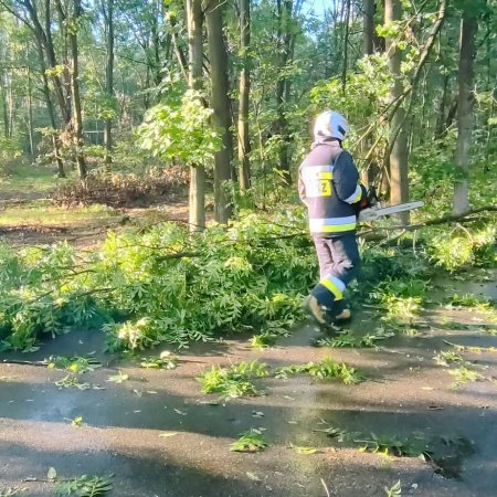 Usuwanie powalonego drzewa - 11 sierpnia 2022
