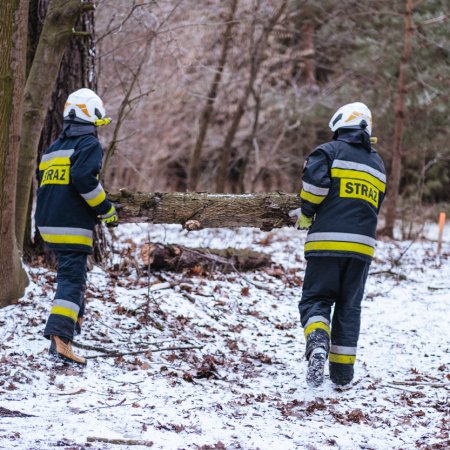 Usuwanie powalonego drzewa