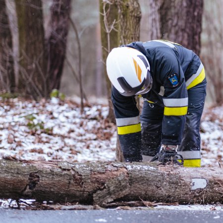 Usuwanie powalonego drzewa