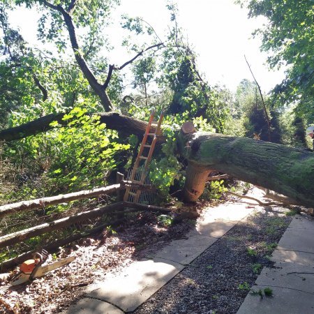 Usuwanie powalonego drzewa - 30 czerwca 2020
