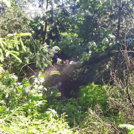 Usuwanie powalonego drzewa - 30 czerwca 2020
