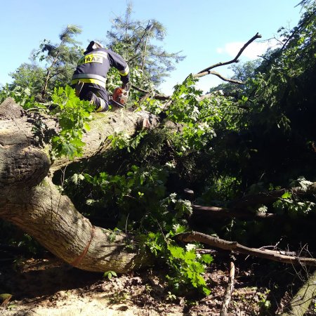 Usuwanie powalonego drzewa - 30 czerwca 2020
