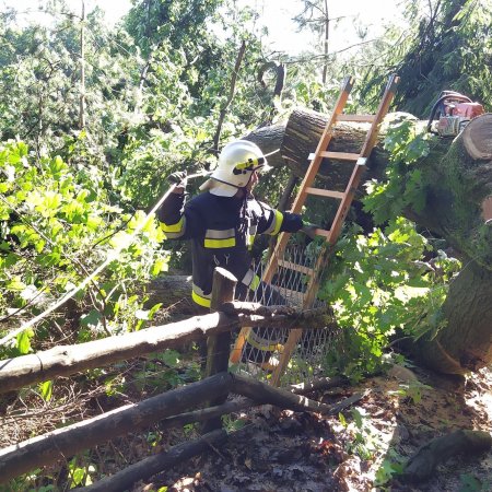 Usuwanie powalonego drzewa - 30 czerwca 2020
