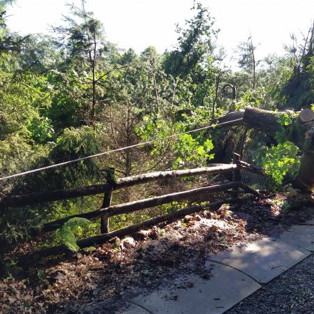 Usuwanie powalonego drzewa - 30 czerwca 2020
