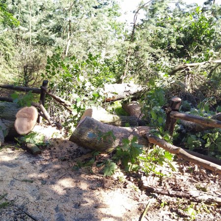 Usuwanie powalonego drzewa - 30 czerwca 2020
