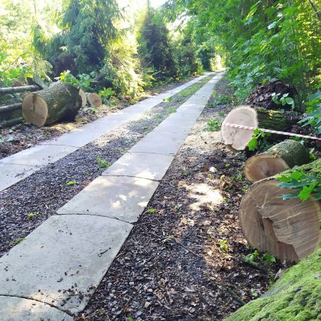 Usuwanie powalonego drzewa - 30 czerwca 2020
