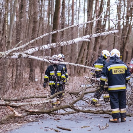 Usuwanie powalonego drzewa - 31 stycznia 2022
