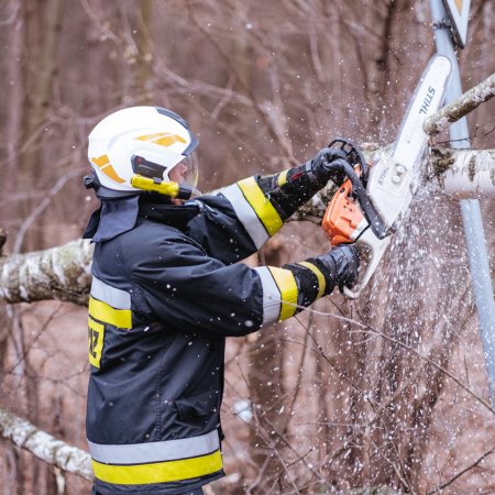 Usuwanie powalonego drzewa