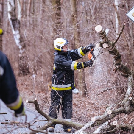 Usuwanie powalonego drzewa