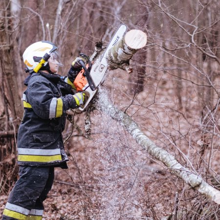 Usuwanie powalonego drzewa