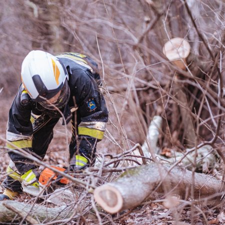 Usuwanie powalonego drzewa