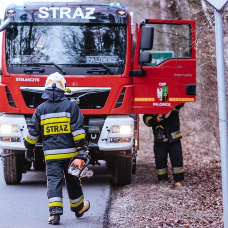 Usuwanie powalonego drzewa