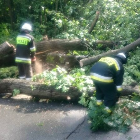 Usuwanie powalonych drzew - 8 lipca 2015
