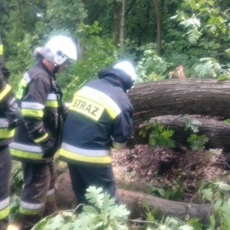 Usuwanie powalonych drzew