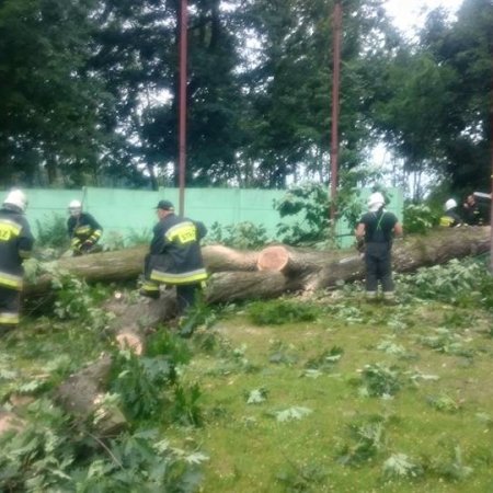 Usuwanie powalonych drzew