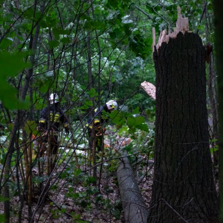 Usuwanie przewróconego drzewa