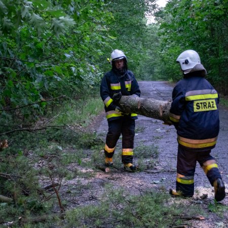 Usuwanie przewróconego drzewa