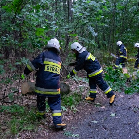 Usuwanie przewróconego drzewa