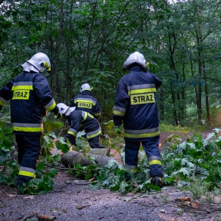 Usuwanie przewróconego drzewa