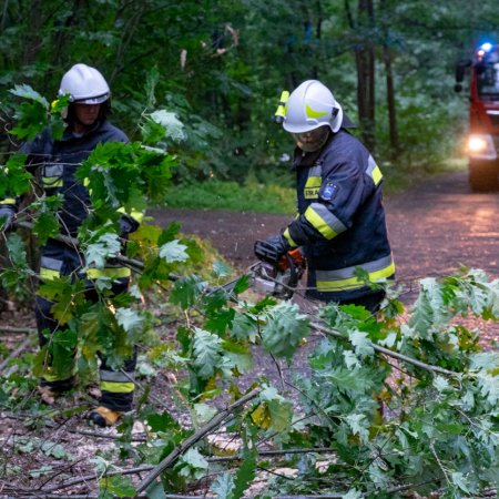 Usuwanie przewróconego drzewa