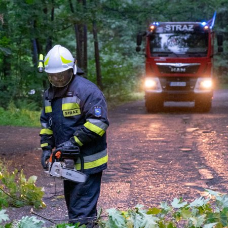 Usuwanie przewróconego drzewa