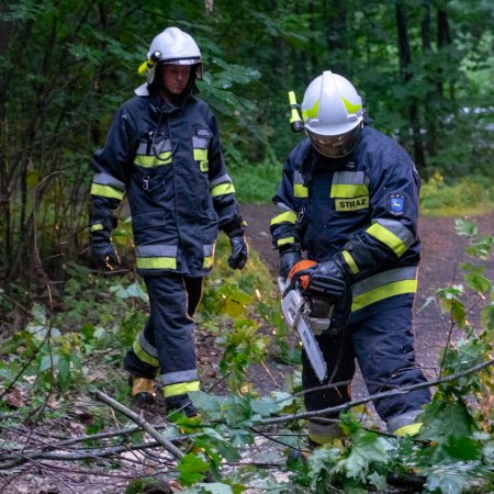 Usuwanie przewróconego drzewa