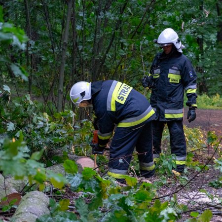 Usuwanie przewróconego drzewa