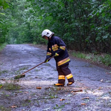 Usuwanie przewróconego drzewa