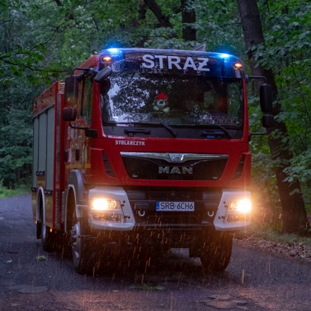 Usuwanie przewróconego drzewa