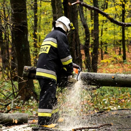 Usuwanie przewróconego drzewa