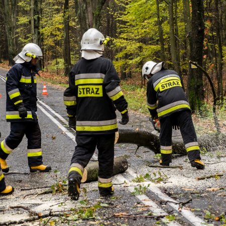 Usuwanie przewróconego drzewa