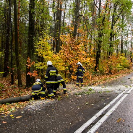 Usuwanie przewróconego drzewa