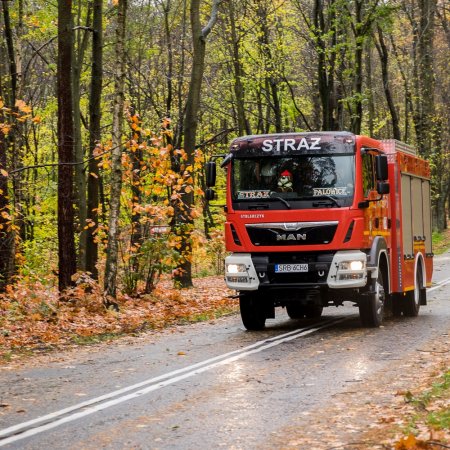 Usuwanie przewróconego drzewa