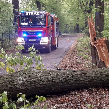 Usuwanie przewróconego drzewa - 4 maja 2018
