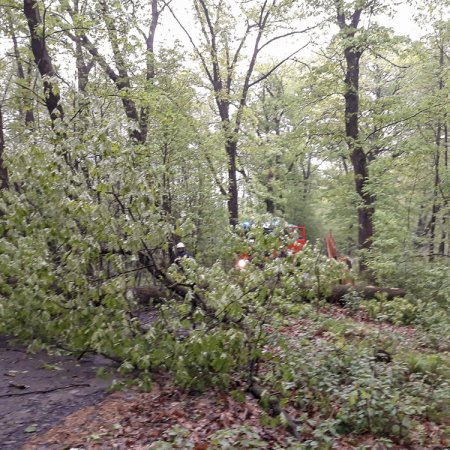 Usuwanie przewróconego drzewa - 4 maja 2018
