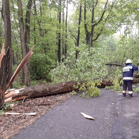 Usuwanie przewróconego drzewa - 4 maja 2018
