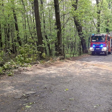 Usuwanie przewróconego drzewa - 4 maja 2018
