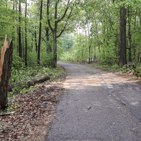 Usuwanie przewróconego drzewa - 4 maja 2018
