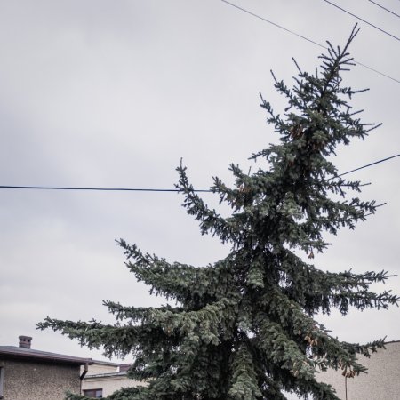 Usuwanie skutków nawałnicy