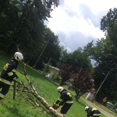 Usuwanie spróchniałego drzewa - 8 lipca 2022
